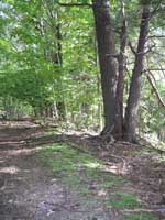 Ohio forest path